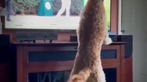 funny dog watching golf on tv