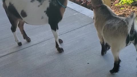 Goats Grab Kid's Crackers