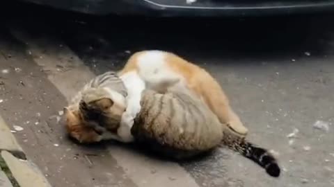 The combat with cat