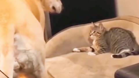 Dog vs cat