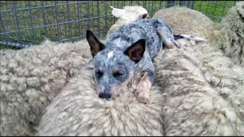 Australian Cattle Dog Top 10 Interesting Facts