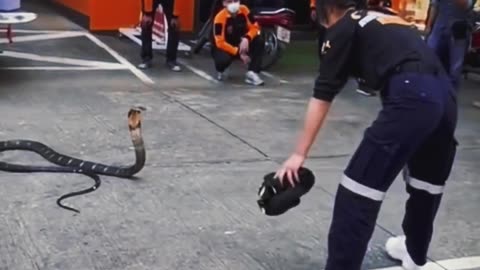 Girl catching snakes