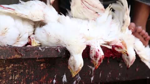 Heads of slaughtered chicken hanging in workshop in Varanasi