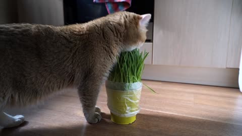 Hosico and grass