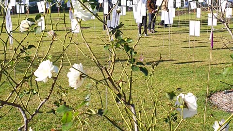 Forest Of The Fallen Toowoomba 10th June 2023