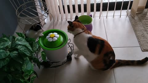 Fighting over the drinking fountain