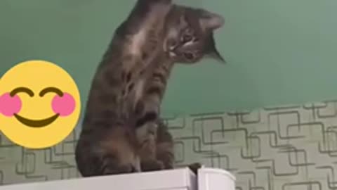 😂YOU LAUGH YOU LOSE! 😹Funny Moments Of Cats Videos Compilation - Funny Cat Life