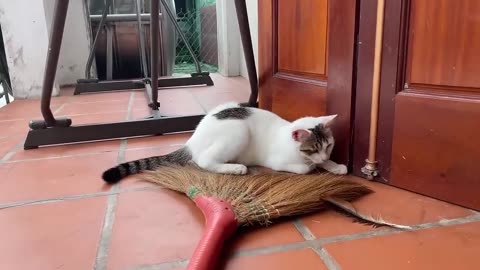 A beautiful cat playing