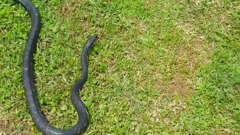 Woman single-handedly wrangles snake