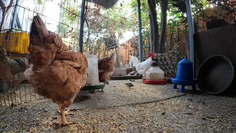 Backyard Chickens Fun Relaxing Video Sounds Noises Hens Roosters!