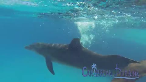 Dolphin Encounter - Punta Cana Tours_Cut