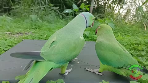 Ringneck Parrot Videos Compilation