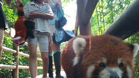 The red panda is so photogenic