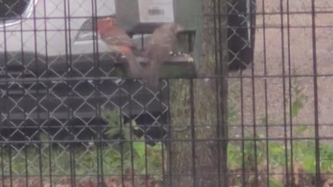 Purple Finch Pair