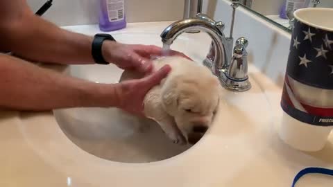 Adorable Lab Puppy Linus has his FIRST Bath!