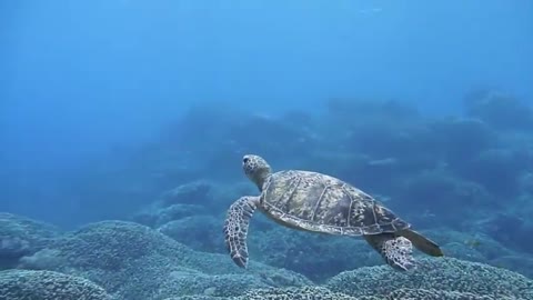 Sea turtle snorkeling