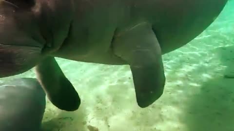 #Manatee #CloseUp With Her #Calf