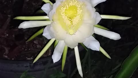 First Dragon Fruit Flower!