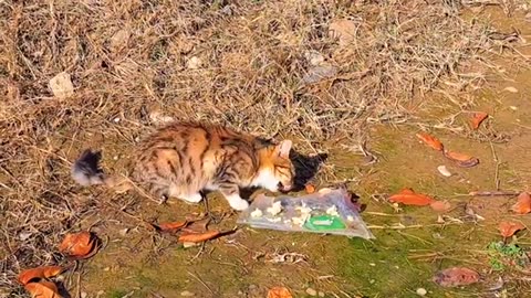 Cute kitten eats food 🥰 The kitten was very hungry.