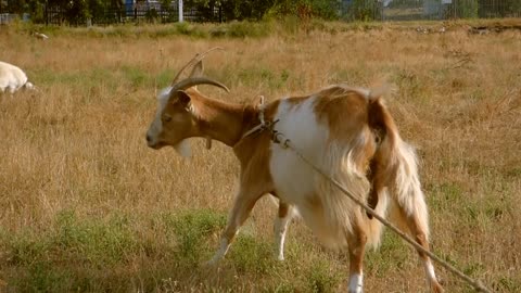 Tethered Goat