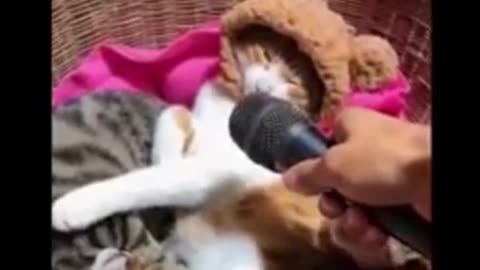 Fur-tastic Funnies: Cat and Dog Comedy Compilation