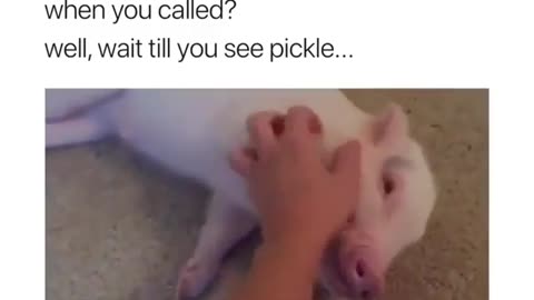 Funny Pig