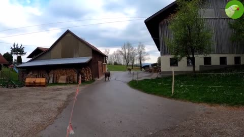 HAPPY COWS DANCING, RUNNING, SKIPPING OUT, AND JUMPING IN THE FIELD VIDEO