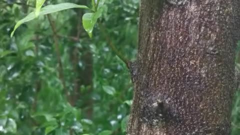 Green leaves