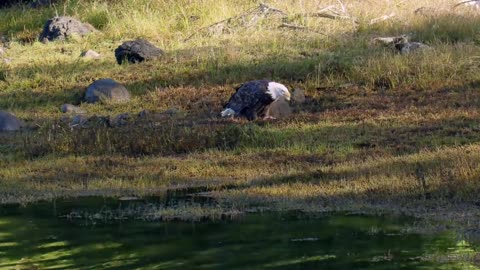 Bald Eagle: America’s Fursona