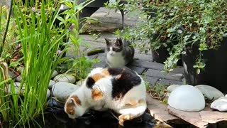 Kitten Pushes Cat into Pond