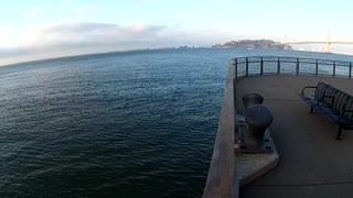 Pelicans Flying at San Francisco Bay