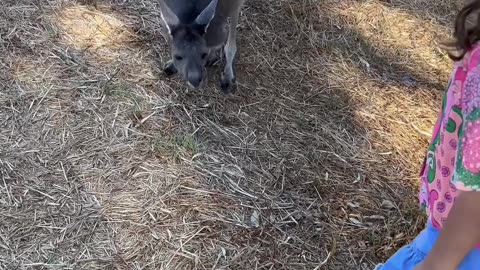 🦘Hanging out with Kangaroos at this unique Island, 🇦🇺 #perth #shorts