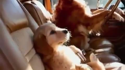 OMG Dog and Puppie Drive a Car