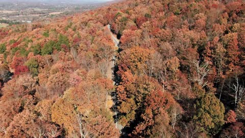 forests around the world