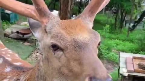 What is the deer eating and feeling comfortable