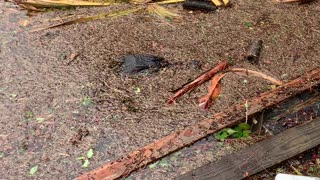 Alligator Surprise During Hurricane Ida Flooding