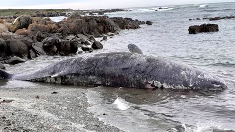 14 sperm whales found stranded on Australian island