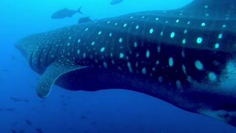 Gigantic whale shark curiously inspects group of scuba divers in Galapagos