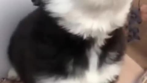 baby husky howling cute 🥰