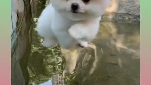 Cute_and_Funny_Dog_Videos_Compilation,