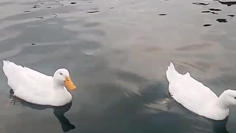 Ducks