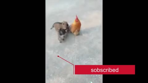 "Cock and Dog Fight Funny Moments - Hilarious Animal Fights Caught on Camera"