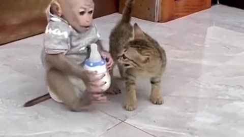 Cat sharing milk with baby monkey