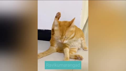 Funny Animal Videos। Must Watch