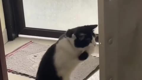 Funny Cat videos 🤣🤣🤣🤣🤣 🐈😺