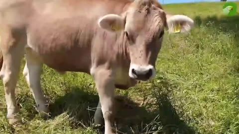 COWS GRAZING IN A FIELD