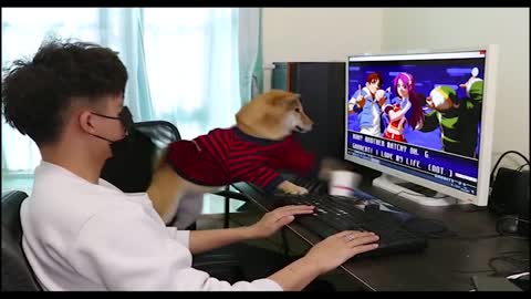 Funny dog playing PC games（Full version）