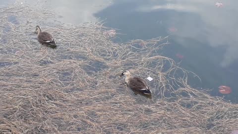 a duck in a lake 어 덕 인 어 레익