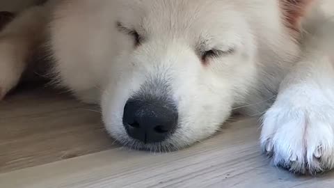 Shoveling shit jealous Samoyed jam