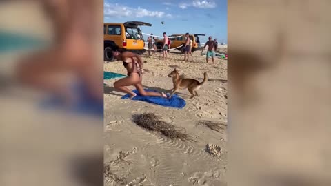 Australia: Dingo bites sunbathing tourist in Queensland